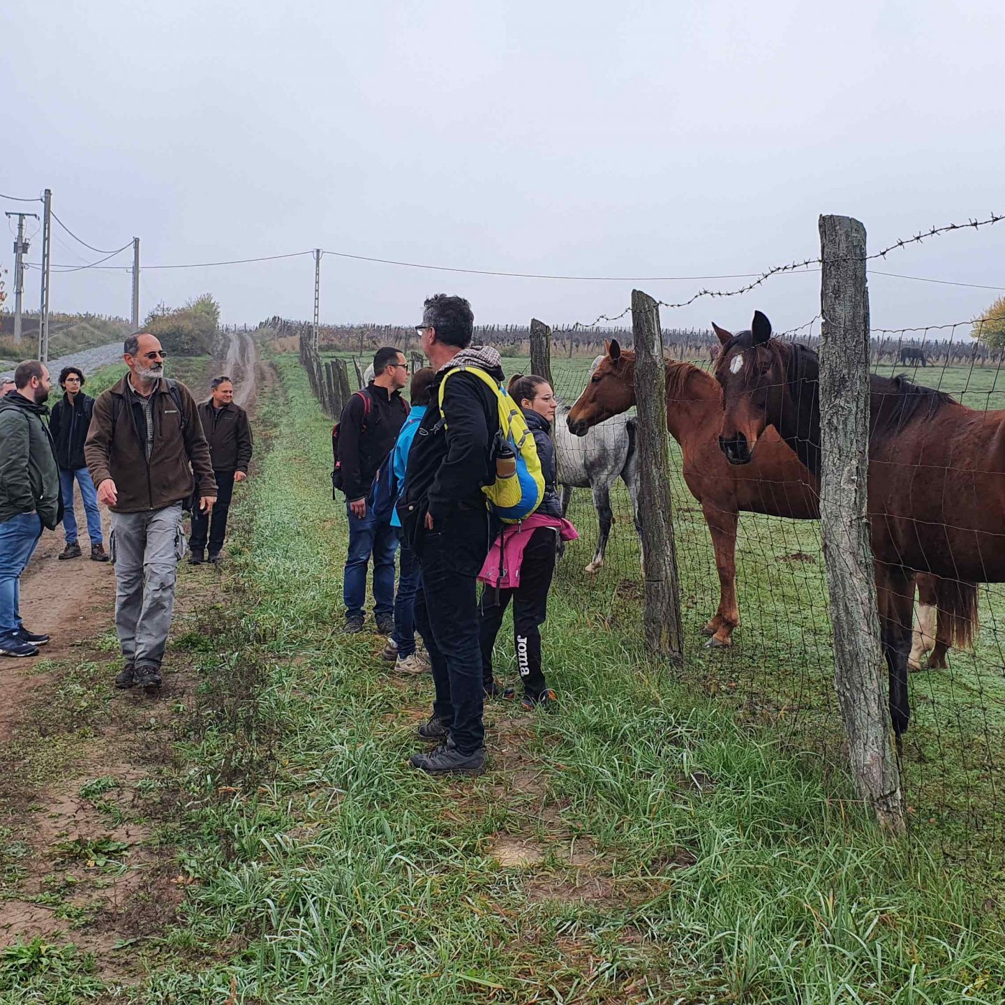 Túrázók és a lovak